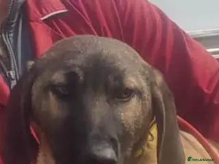 Mixed Breed dogs Dexter is a 5 month old Macedonia rescue - Advert 1