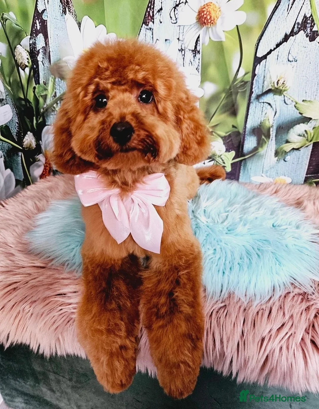 Cavapoo dogs for sale: Beautiful Cavapoo Puppies – 1 Boy & 3 Girls 🐶💙🩷 in Oldham - Advert 2