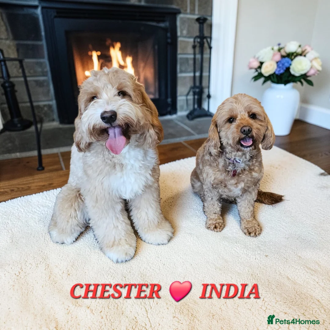 Australian Labradoodle dogs for sale: Aussie Doodle - Australian Labradoodle F1B Puppies in Northampton - Advert 5