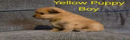Pomeranian dogs for sale: 3 Beautiful pomeranian puppies for sale - Advert 2