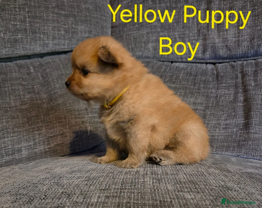 Pomeranian dogs for sale: 3 Beautiful pomeranian puppies for sale - Advert 2