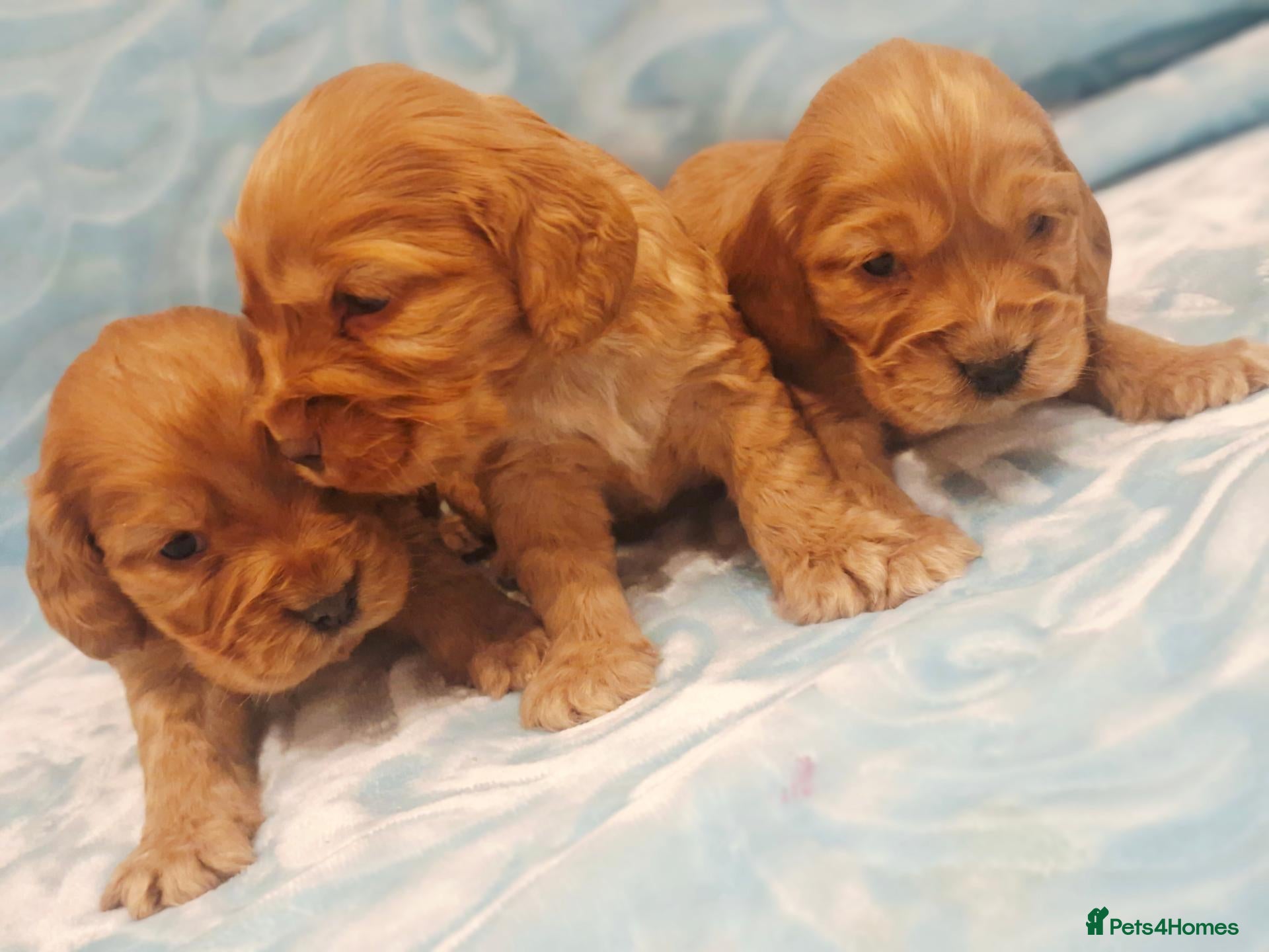 Cocker Spaniel dogs Cocker Spaniel puppies - Advert 4