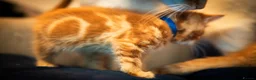 RagaMuffin cats for sale: Ragamuffin & Siamese tabby mixed - Advert 9