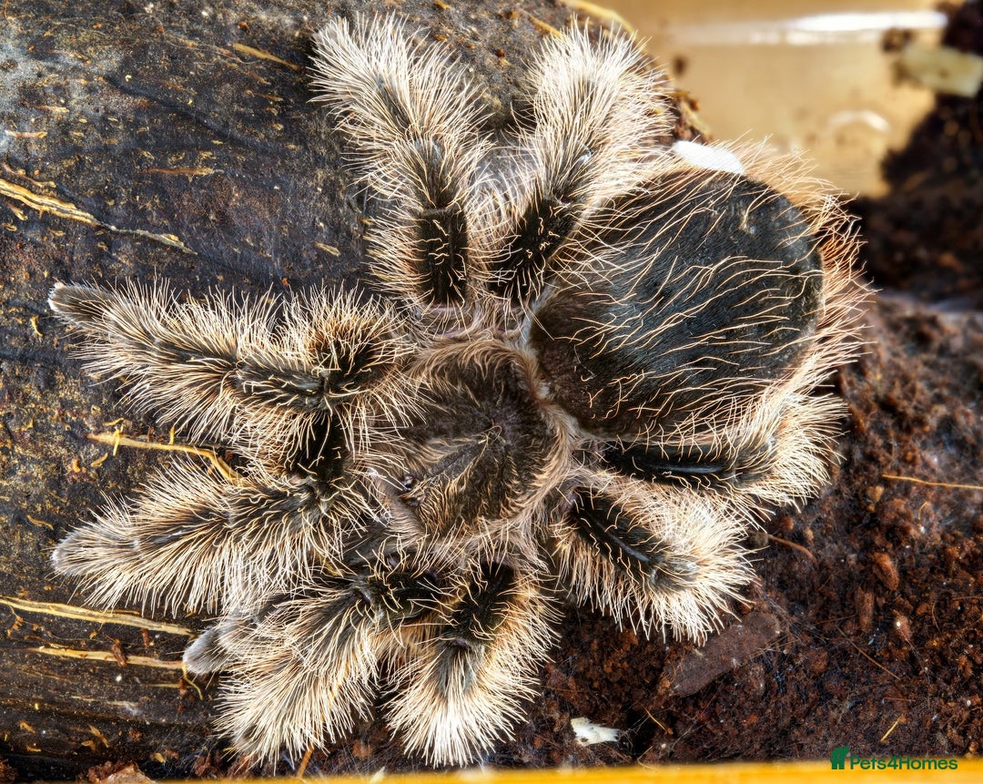 Tarantulas invertebrates for sale: Five species of rare tarantula - Advert 11