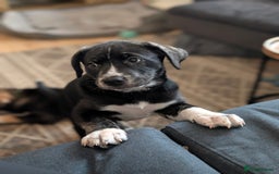 Mixed Breed dogs for sale: Two beautiful Staffy x Husky puppies  - Image 32