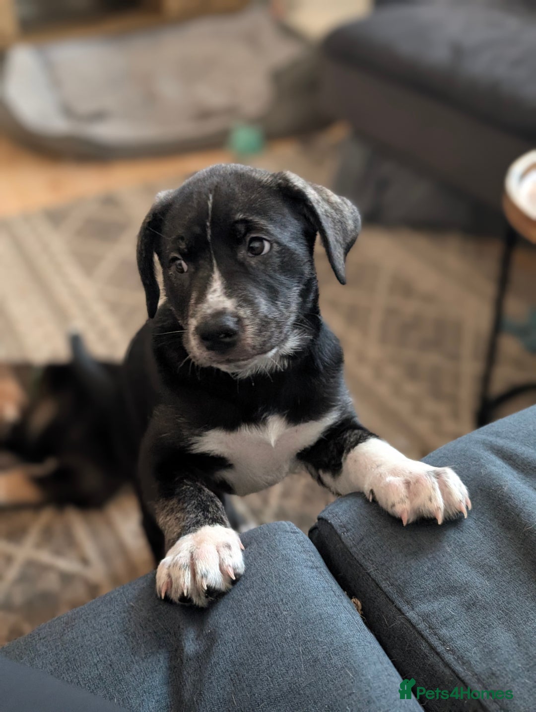 Mixed Breed dogs for sale: Two beautiful Staffy x Husky puppies  - Image 32