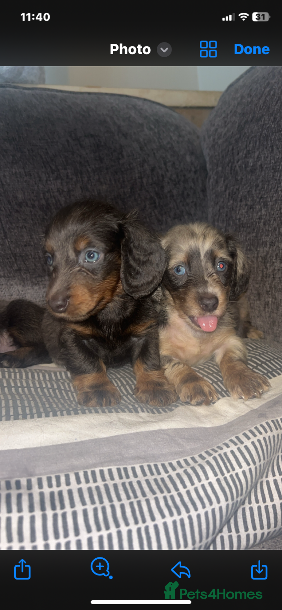 Dachshund dogs for sale:  dachshunds puppies  - Advert 17