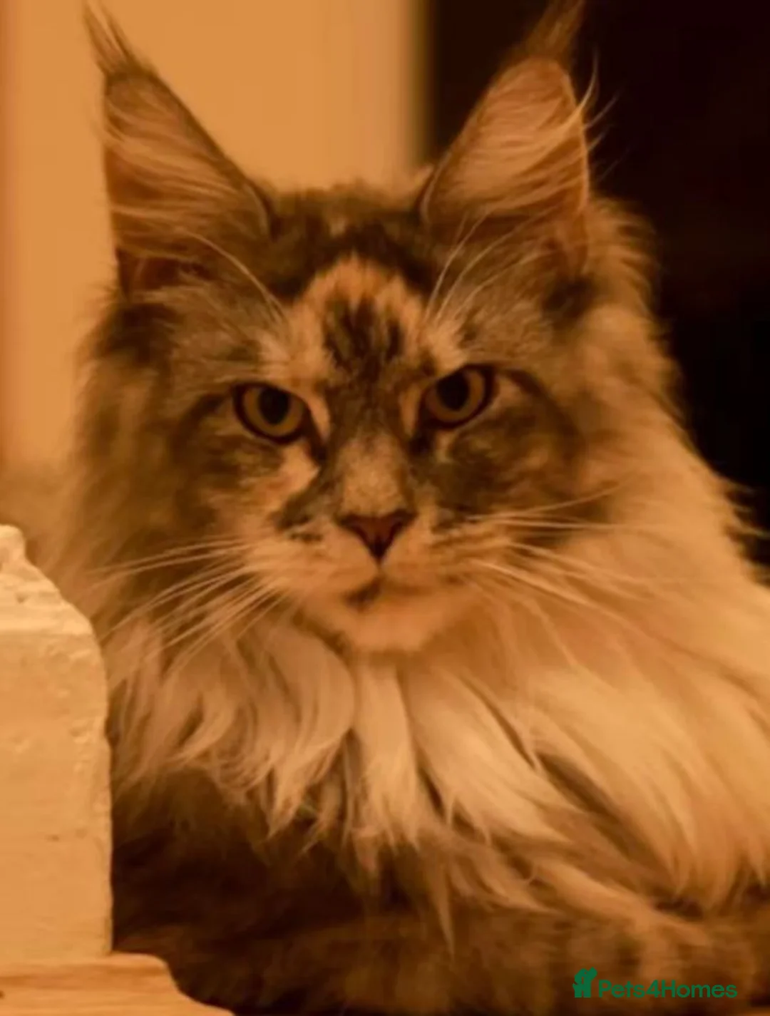 Maine Coon cats for sale: Beautiful Tica Registered Maine Coon Female - Advert 2