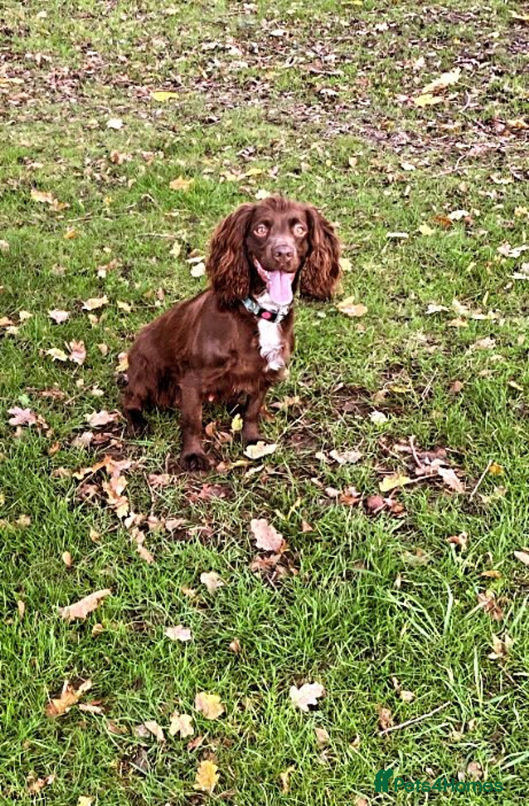 Cocker Spaniel dogs for sale: 🐾 Gorgeous working Cocker Spaniel puppies 🐶  - Image 4