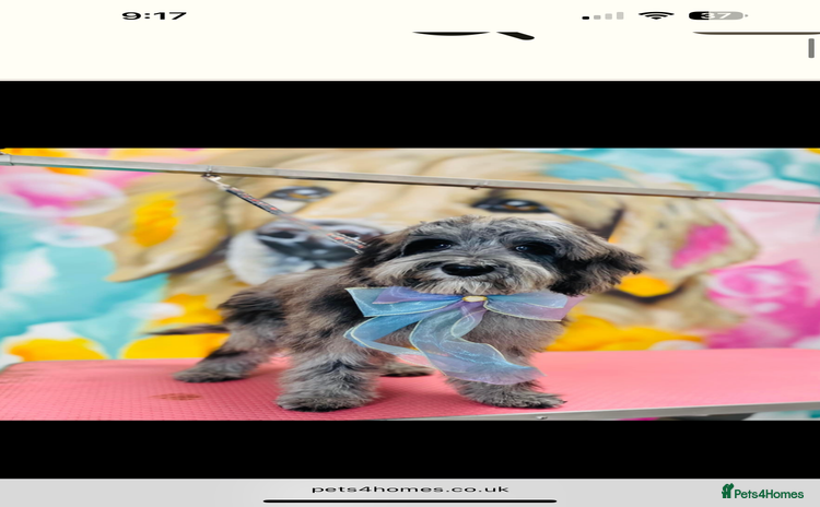 Cockapoo dogs - Advert 2