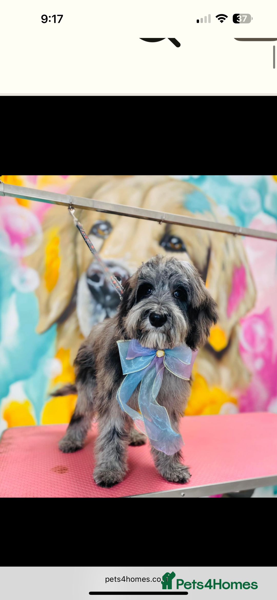 Cockapoo dogs for stud: Mr Blu  - Image 1