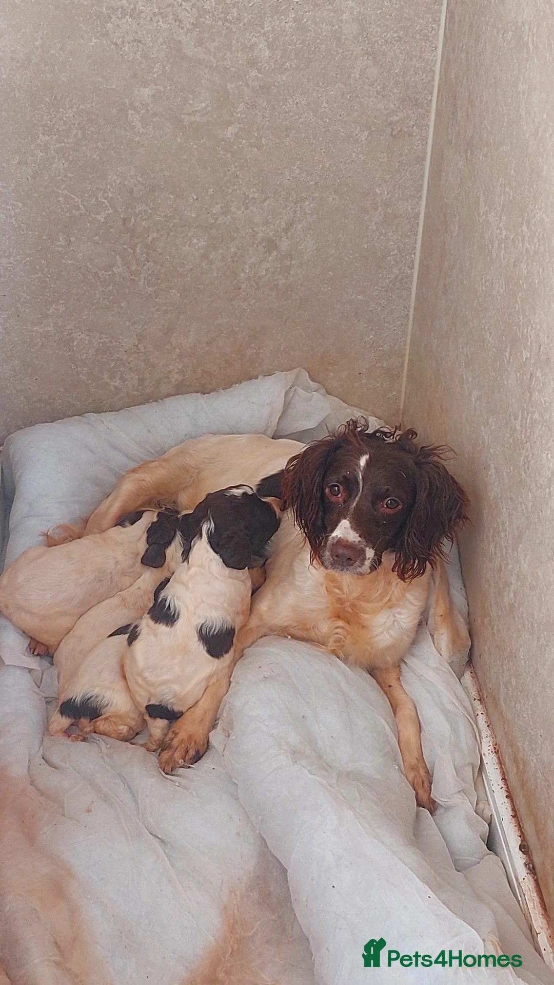 English Springer Spaniel dogs for sale: Working Springer spaniel pups - Advert 2