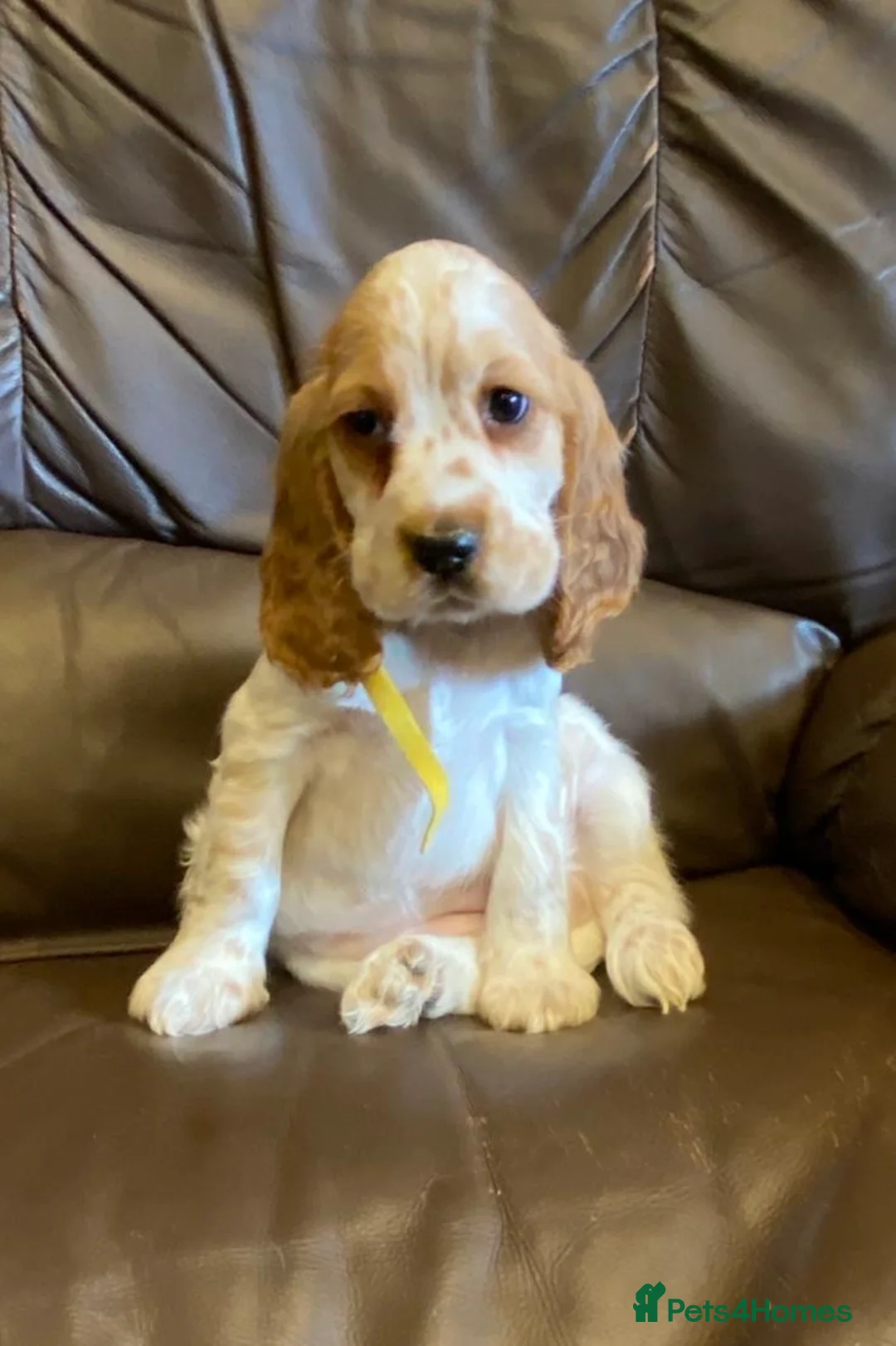 Cocker Spaniel dogs for sale: KC Registered Cocker Spaniel Pups For Sale - Advert 7