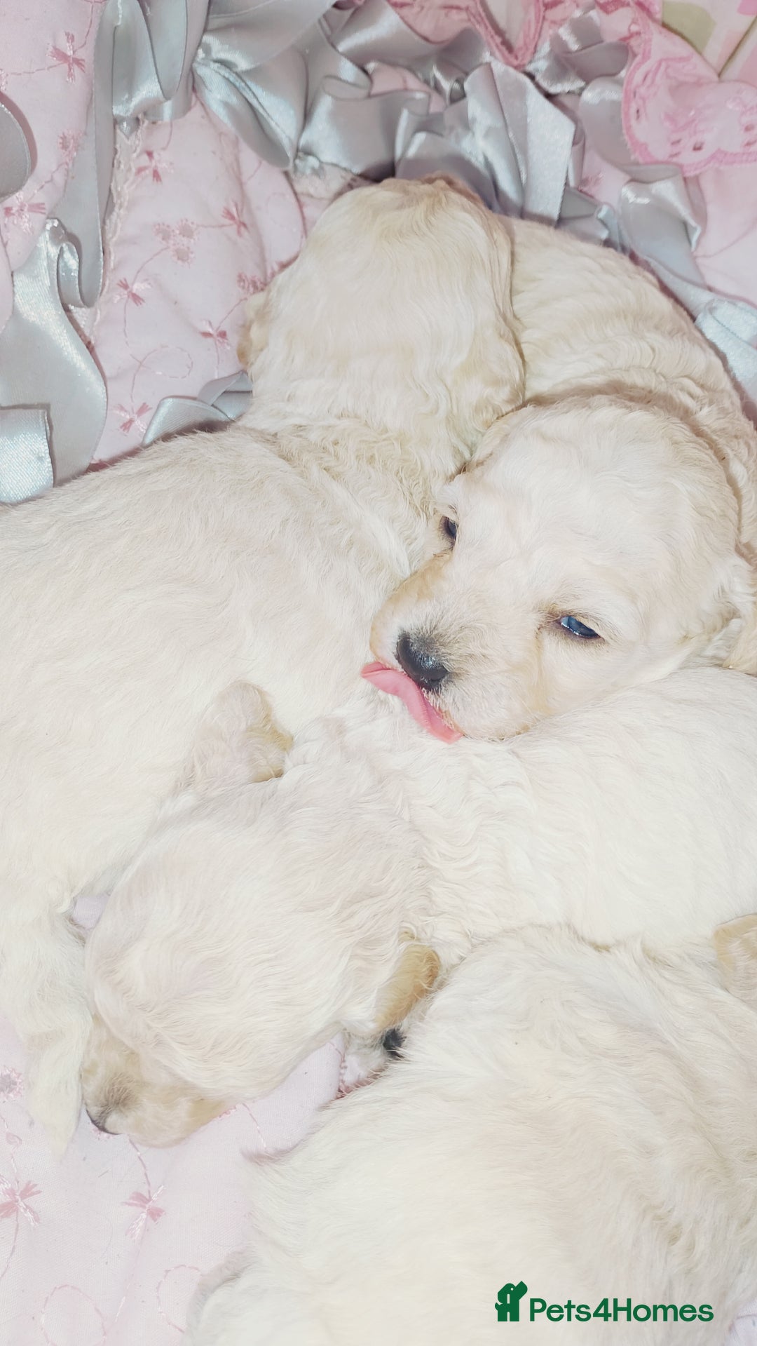 Miniature Poodle dogs for sale: Miniature poodle  - Image 4