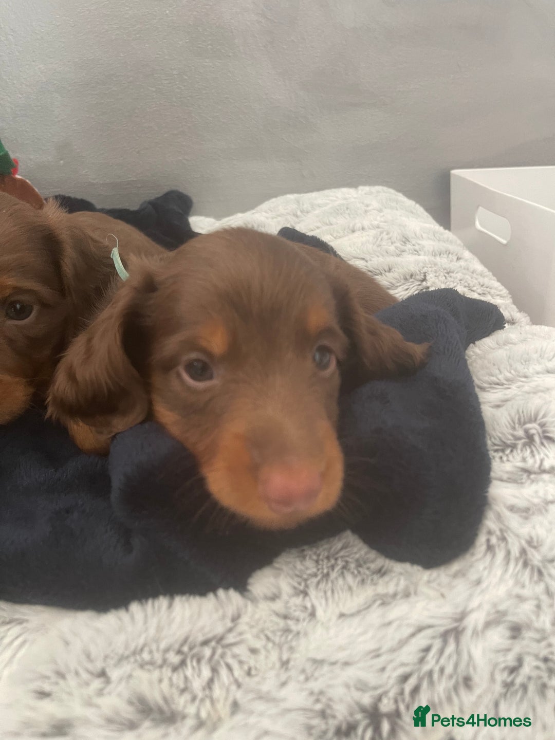 Miniature Dachshund dogs for sale: PRICE REDUCED Cute long hair chocolate dachshunds  - Advert 23