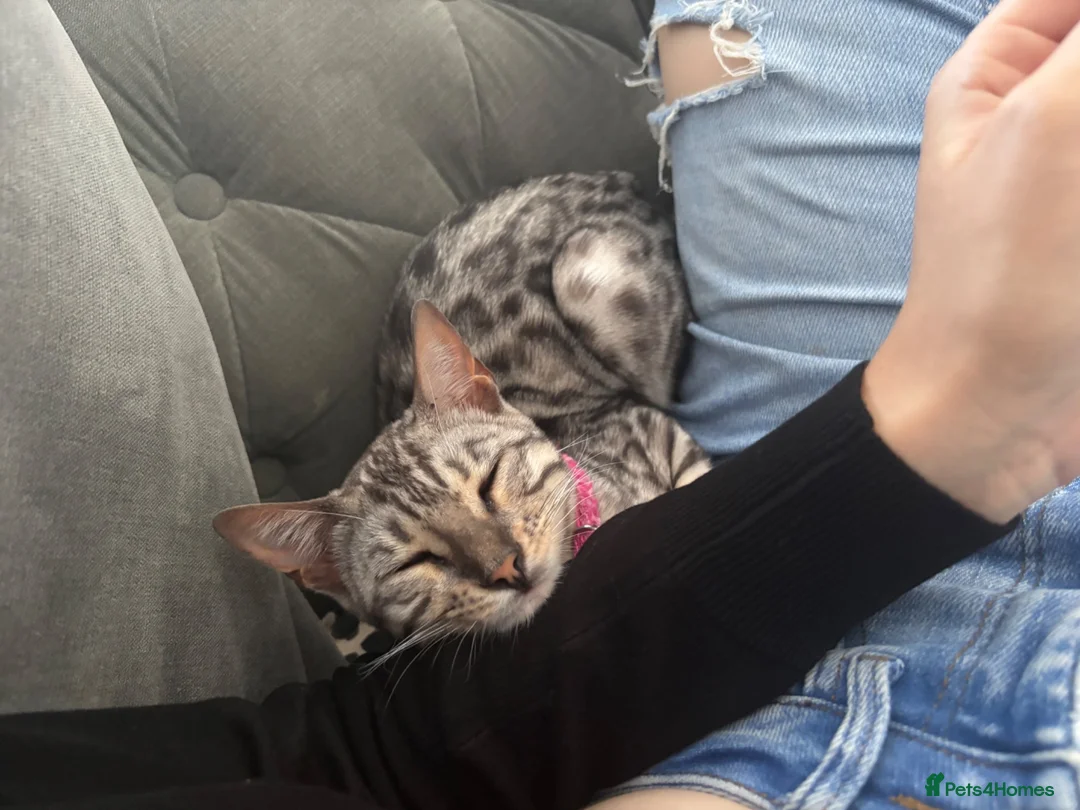 Bengal cats for sale: Silver female bengal  - Advert 4