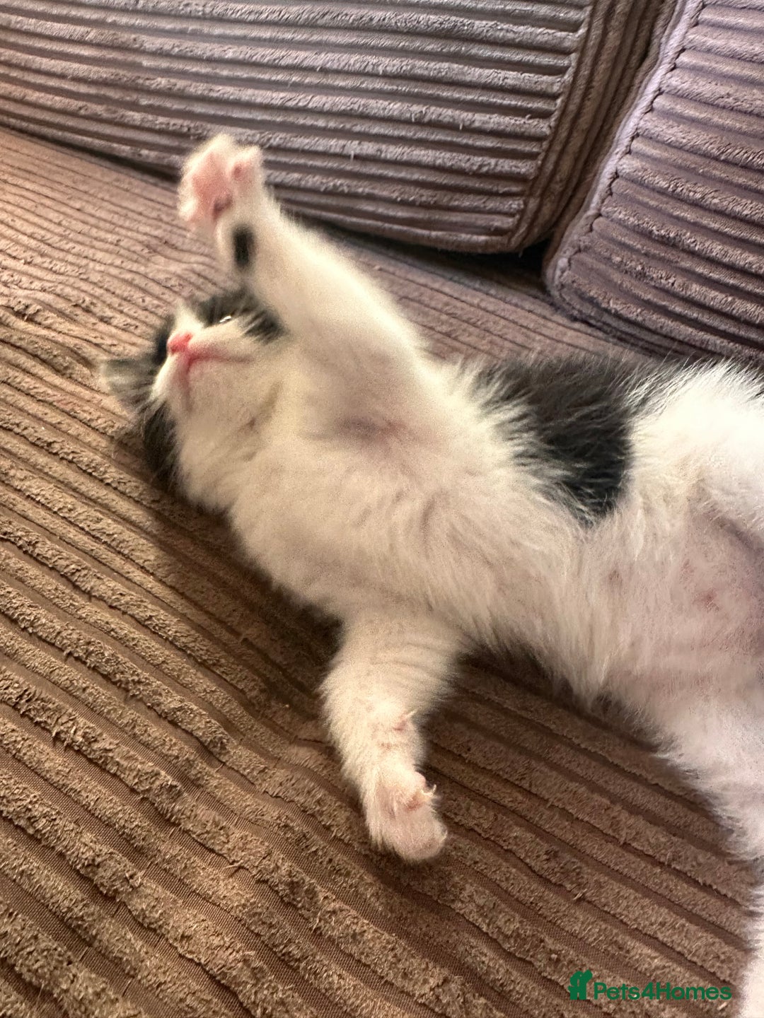 Ragdoll cats for sale: Adorable Ragdoll cross Male Kitten Available  - Advert 7