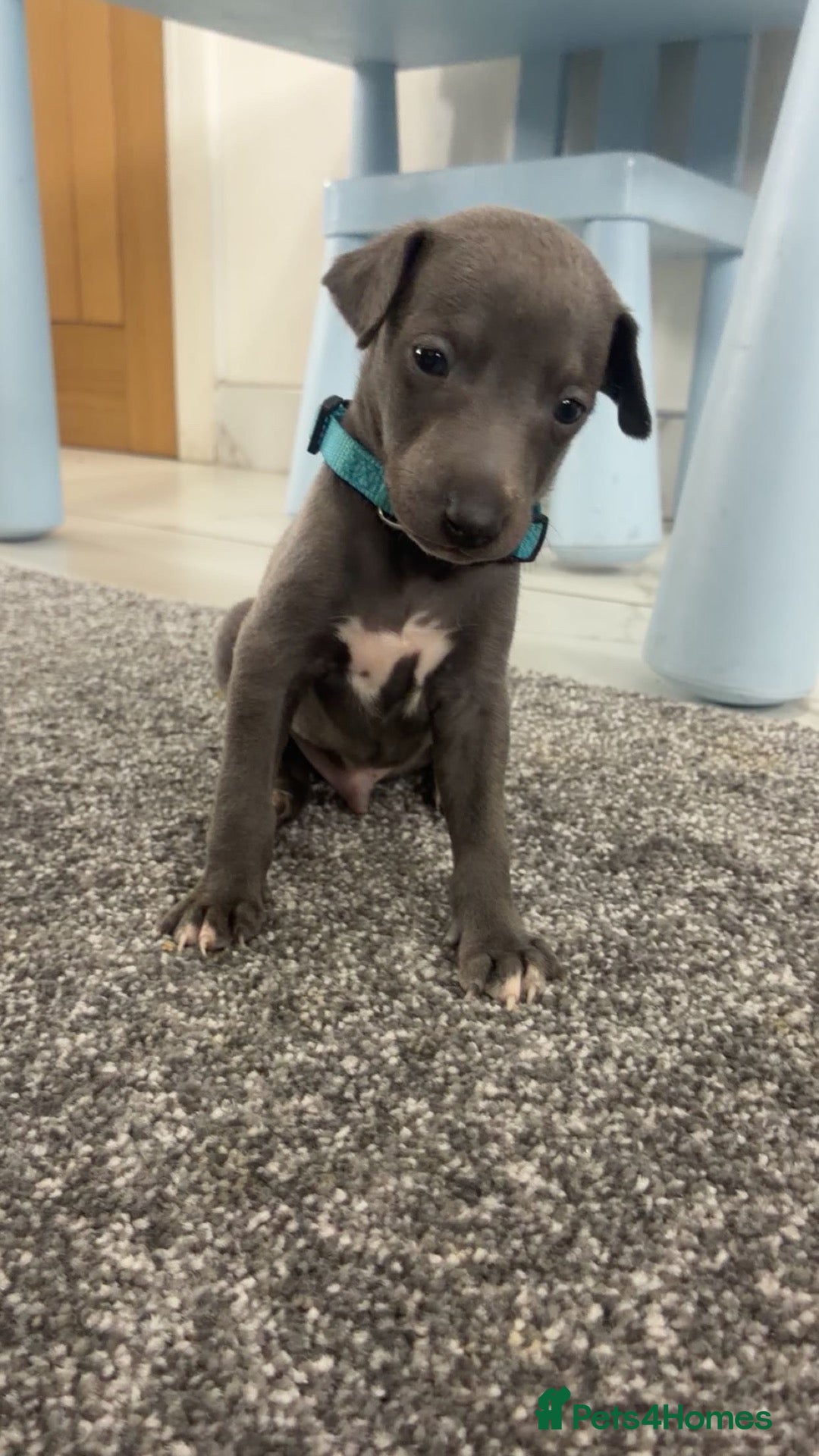 Whippet dogs Blue whippet puppies 3 boys left 🏡💙 - Advert 1