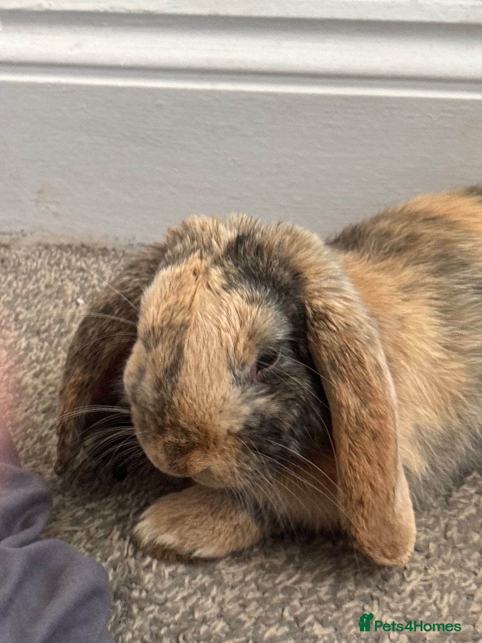 Mini Lop rabbits Mini lop rabbit  - Advert 1