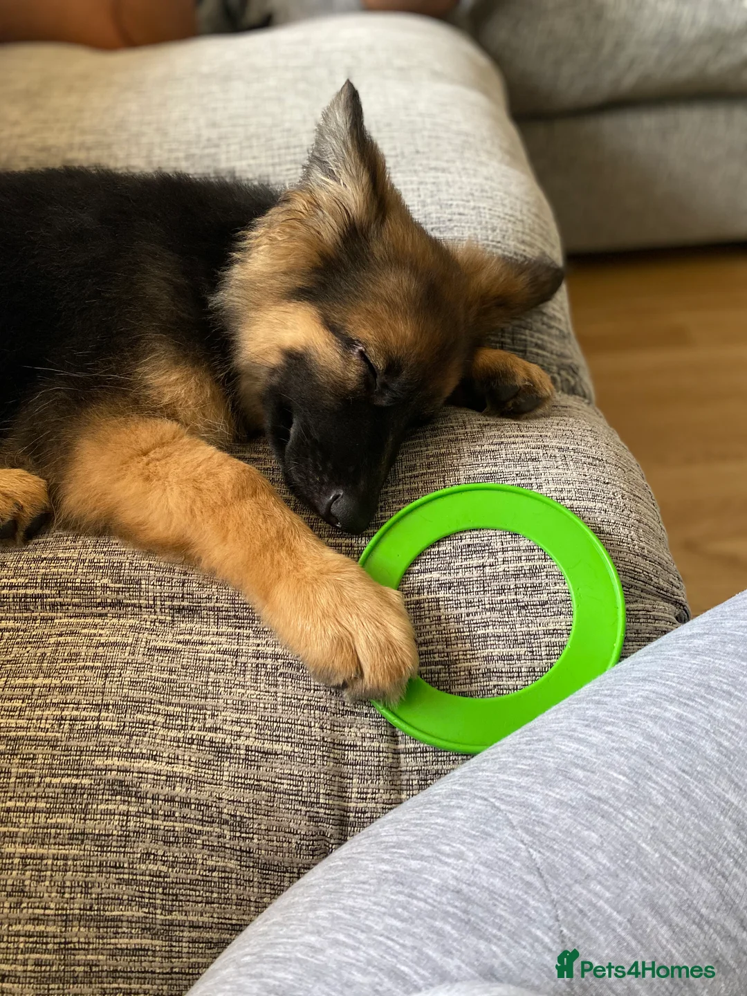 German Shepherd dogs for sale: Bella - German Shepherd looking for a forever home - Advert 23