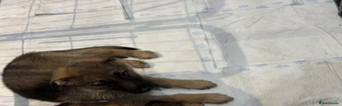 German Shepherd 2