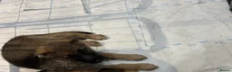 German Shepherd dogs for sale: Germans Shepard 🐶  - Advert 8