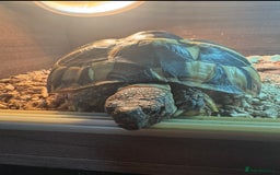 Hermann Tortoise reptiles for sale: Hermann’s with Full Setup (Certificate &Microchip) - Image 2