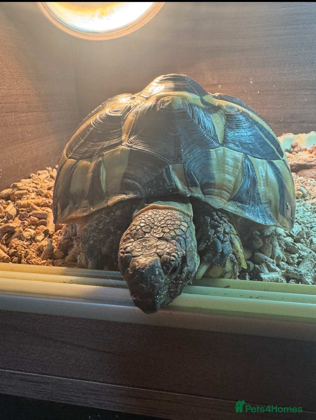 Hermann Tortoise reptiles for sale: Hermann’s with Full Setup (Certificate &Microchip) - Image 2