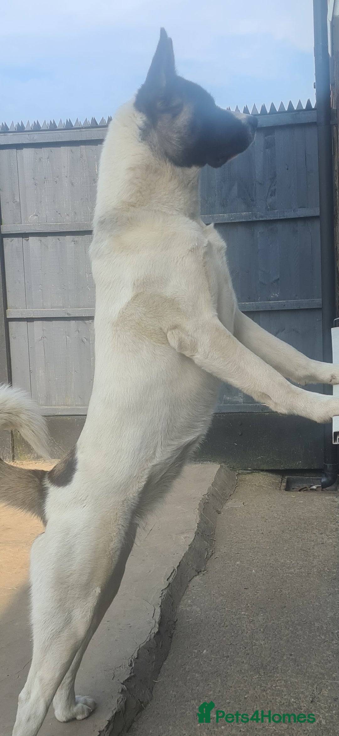 Akita dogs for sale: Akita for sale. - Image 4
