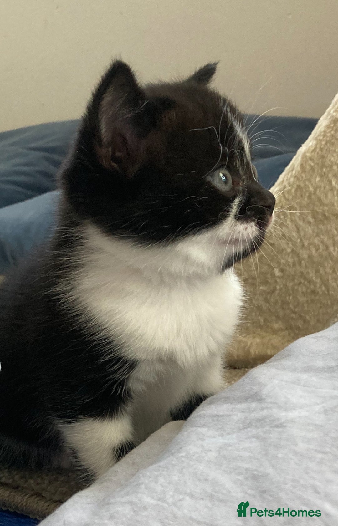British Shorthair cats for sale: Beautiful British Shorthair Kitten Male  - Image 8