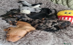 Dachshund dogs for sale: Miniature Dachshund  - Image 5