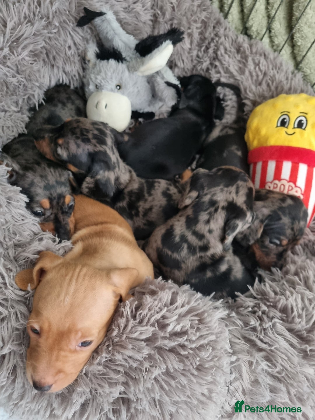 Dachshund dogs for sale: Miniature Dachshund  - Image 5