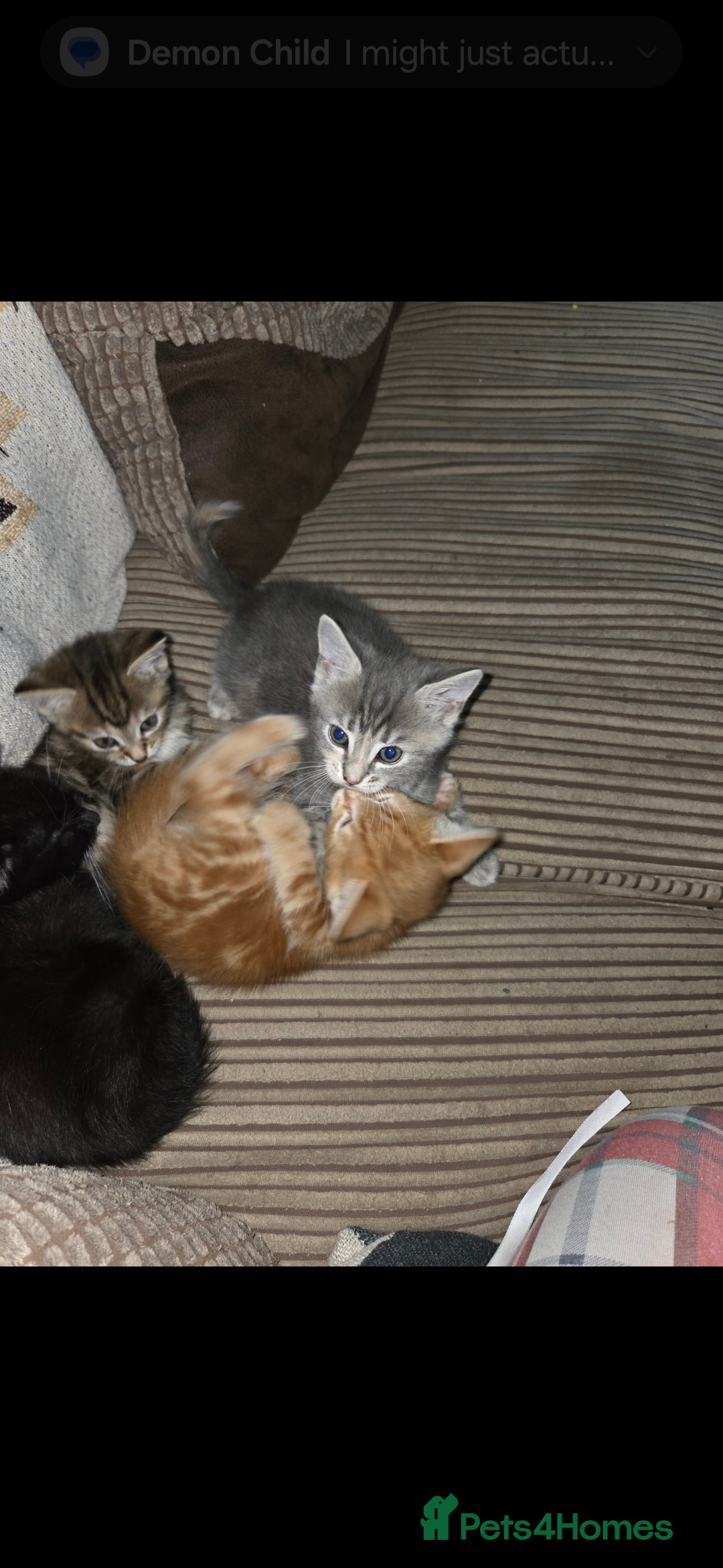 Mixed Breed cats for sale: Kittens  - Advert 24