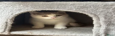 British Shorthair 1