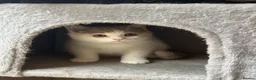 British Shorthair cats for sale: 2 Male GCCF Registered British Shorthair Kittens  - Advert 5