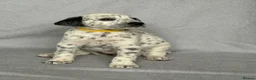 Mixed Breed dogs for sale: 8 beautiful pyrematian puppies  - Advert 4
