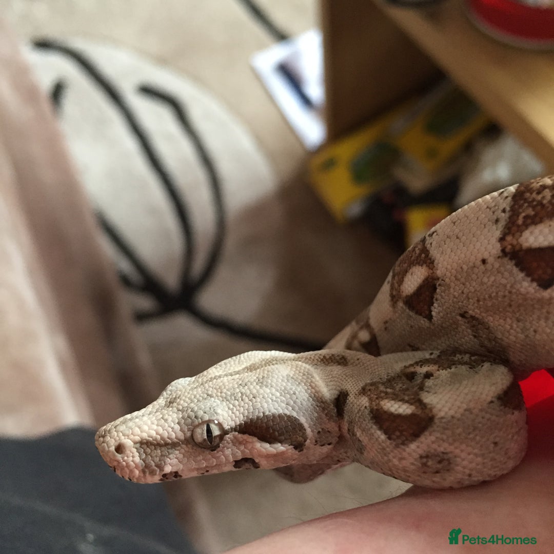 Boa Snake reptiles for sale: Boa t negative blonde - Advert 5