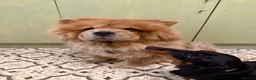 Chow Chow dogs for sale: 3 year old KC Chow Chow - Toffee  - Advert 1