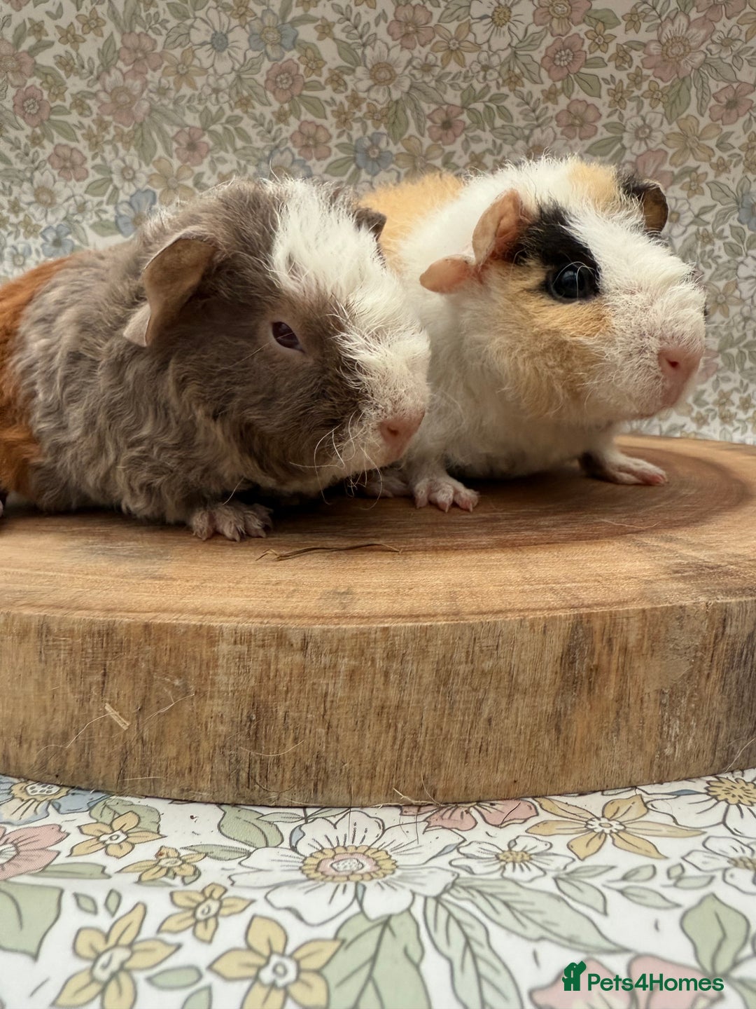 Guinea Pig rodents for sale: Teddy guinea pigs  - Advert 36