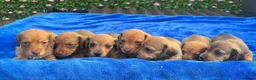 Miniature Dachshund dogs for sale: Quality Bred Health tested mini/pra clear  - Advert 5