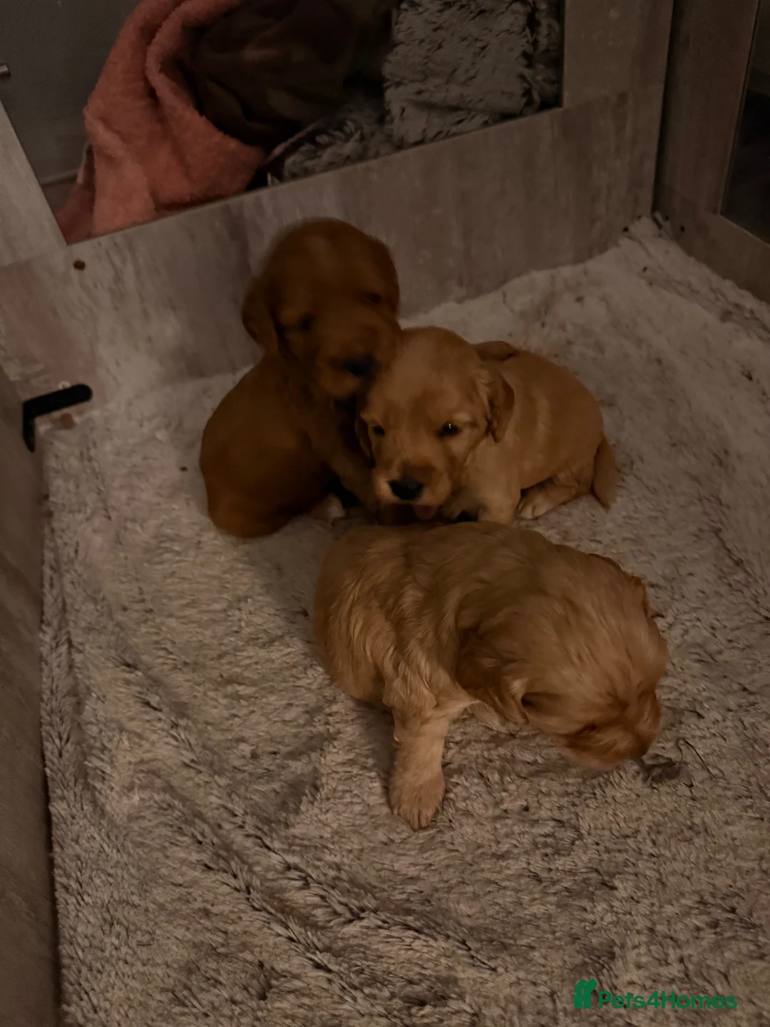 Mixed Breed dogs for sale: Cavapoo x cockapoo  - Advert 1