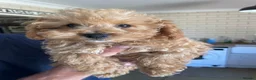 Maltipoo dogs for sale: ❤️Beautiful maltipoos. 2 BOYS LEFT❤️ REDUCED  - Advert 1