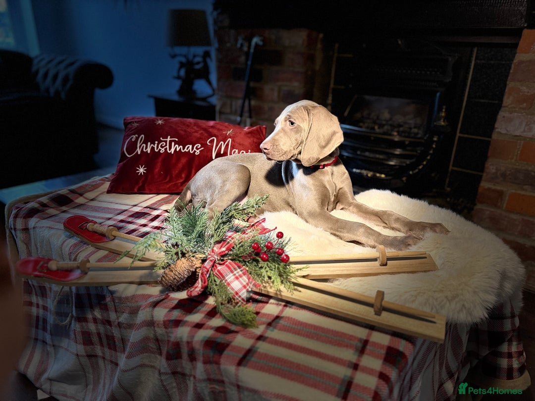 Weimaraner dogs for sale: ✨READY NOW✨ LAST FEW GIRLS✨ KC Reg Pups  ✨ - Advert 2