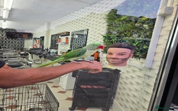 Ringnecks birds for sale: Alexandrine/Indian ringneck - Image 1