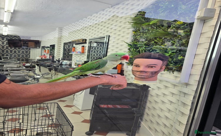 Ringnecks birds - Advert 1