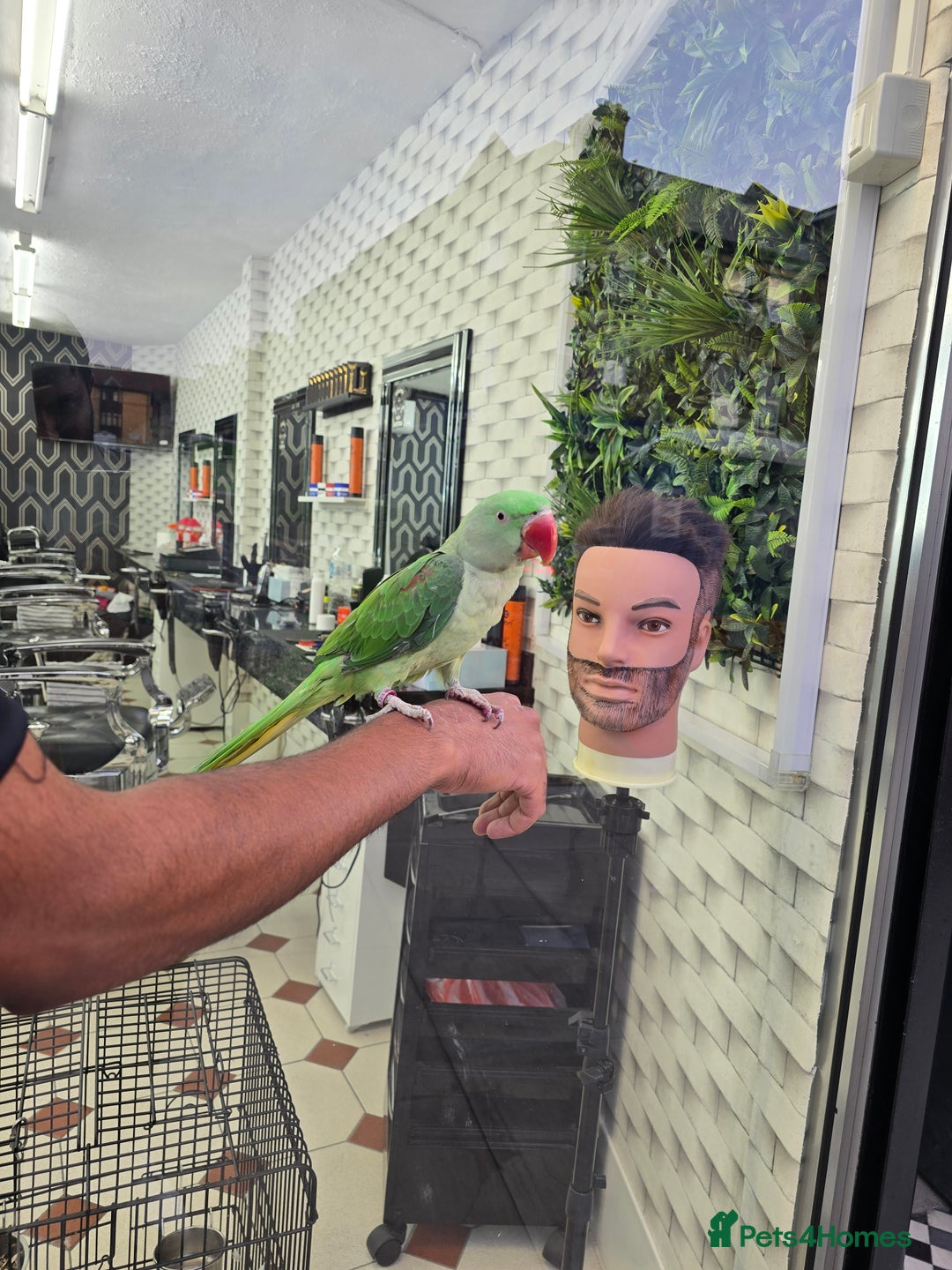 Ringnecks birds for sale: Alexandrine/Indian ringneck - Image 1