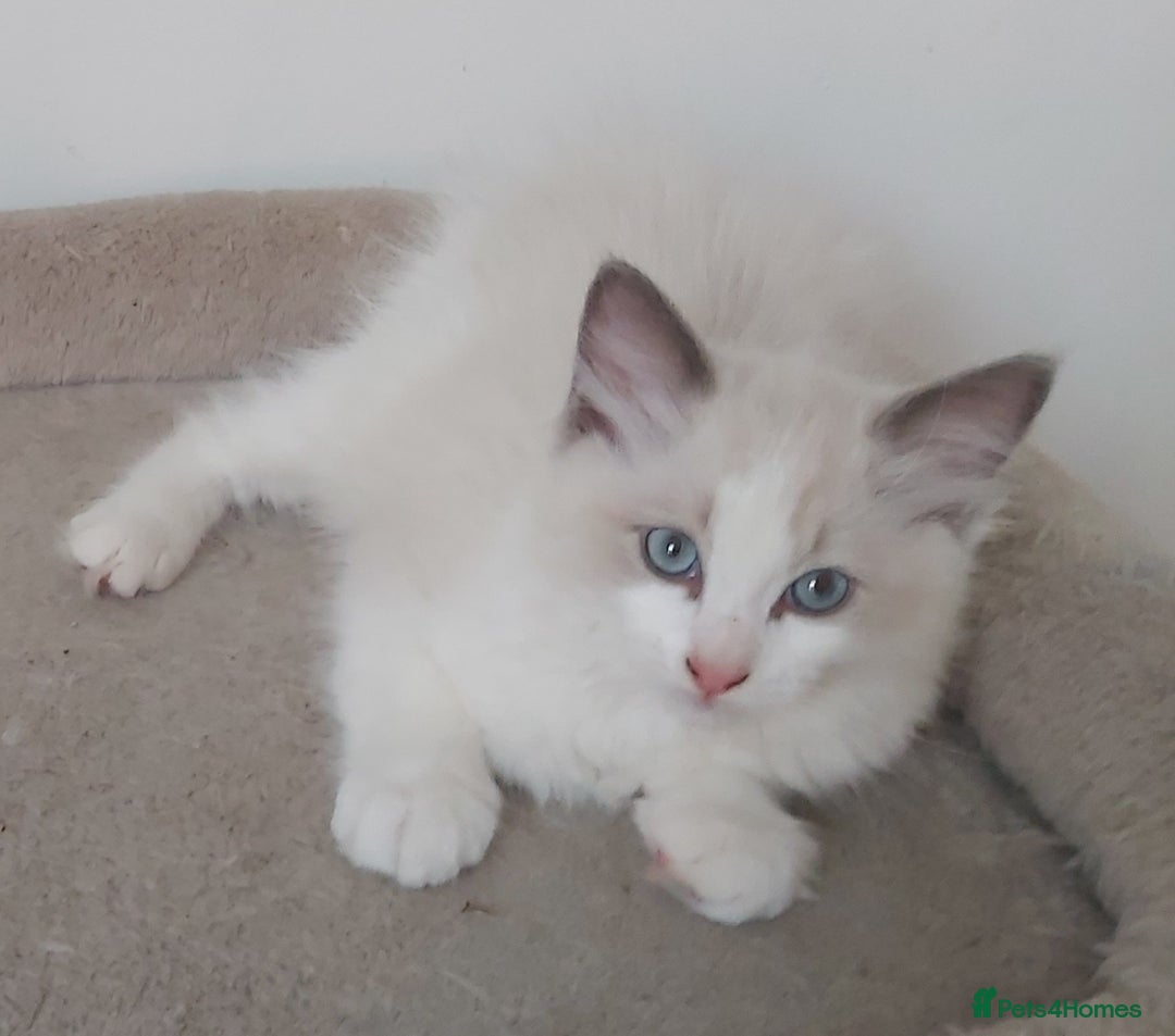 Ragdoll cats for sale: RAGDOLLS BOYS BICOLOUR VACCINATED MICROCHIPED  - Image 17