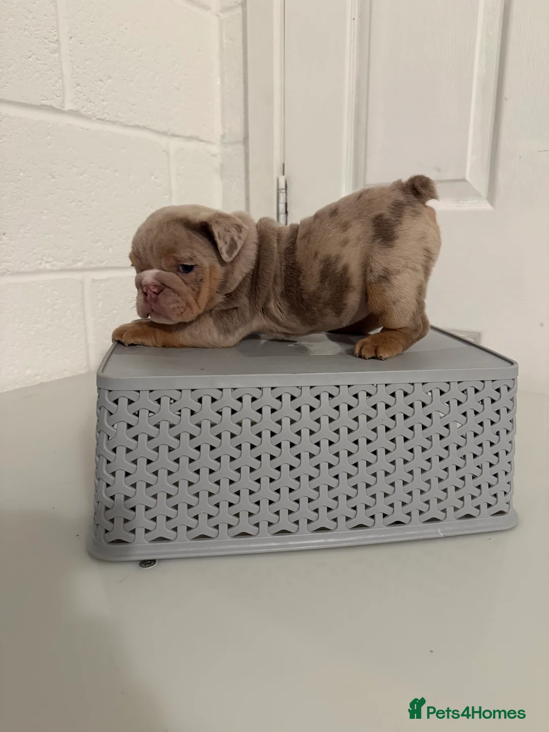 English Bulldog dogs for sale: 1 stunning female left 🔥🔥🔥 - Advert 21