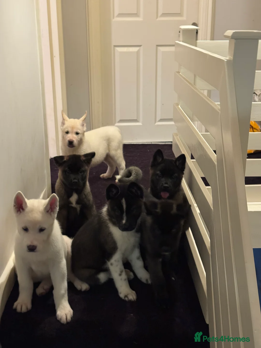 Mixed Breed dogs for sale: 7 beautiful American Akita Puppies ***5 left*** - Advert 1