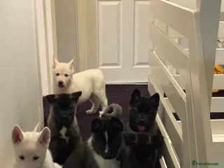 Mixed Breed dogs 7 beautiful American Akita Puppies ***5 left*** - Advert 15